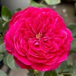 Accademia Rose