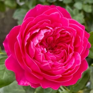 Accademia Rose