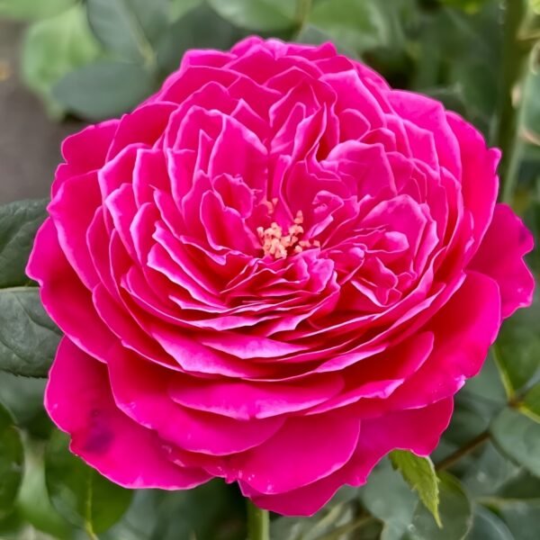 Accademia Rose