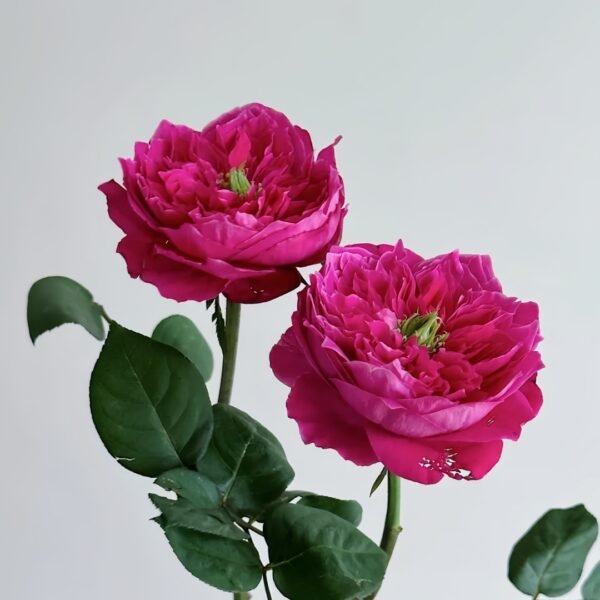 Accademia Rose