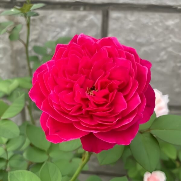 Accademia Rose
