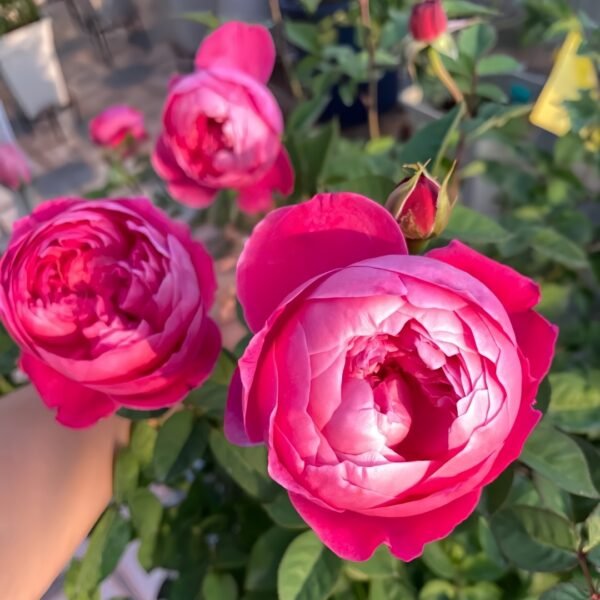 Accademia Rose