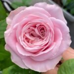 All four boughet Rose