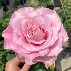 All four boughet Rose