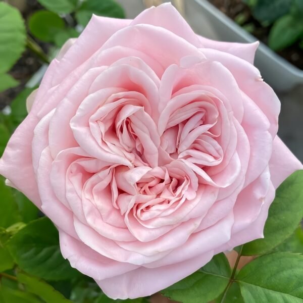 All four boughet Rose