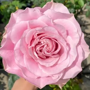 All four boughet Rose