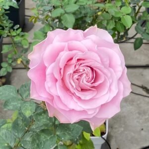 All four boughet Rose