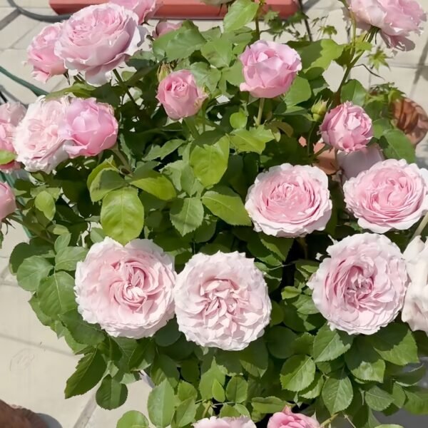 All four boughet Rose