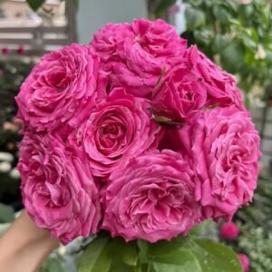 All four love Rose Plant｜四爱 - 图片 8
