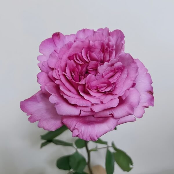 Aromatique Rose01 Aromatique Rose