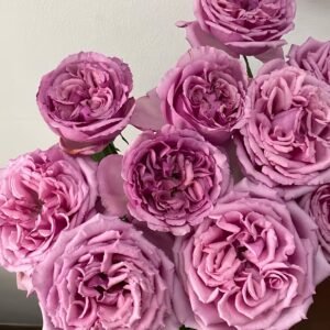 Aromatique Rose