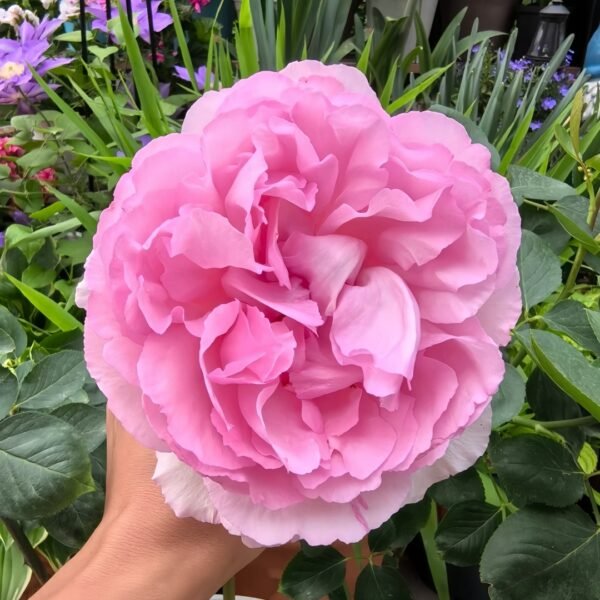 Aromatique Rose