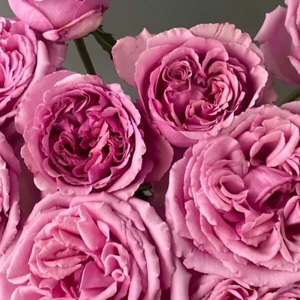 Aromatique Rose