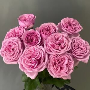 Aromatique Rose