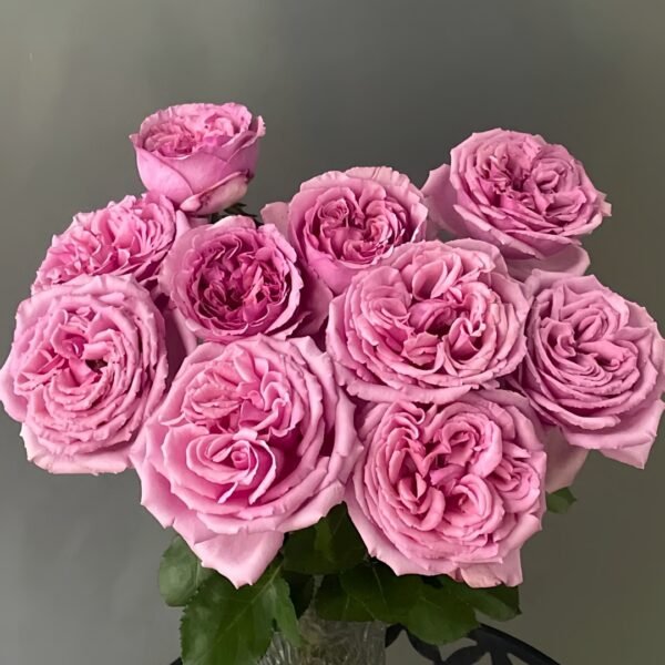Aromatique Rose
