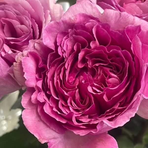 Aromatique Rose