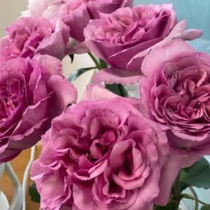 Aromatique Rose