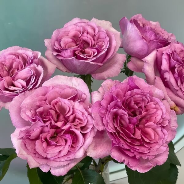 Aromatique Rose