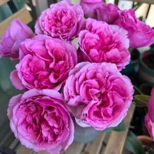 Aromatique Rose Plant|伊芙芳香世家 - 图片 10