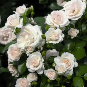 Aspirin Rose Plant|阿司匹林 - 图片 10