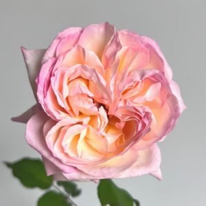 Avekutowa Rose