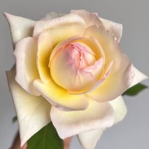 Avekutowa Rose