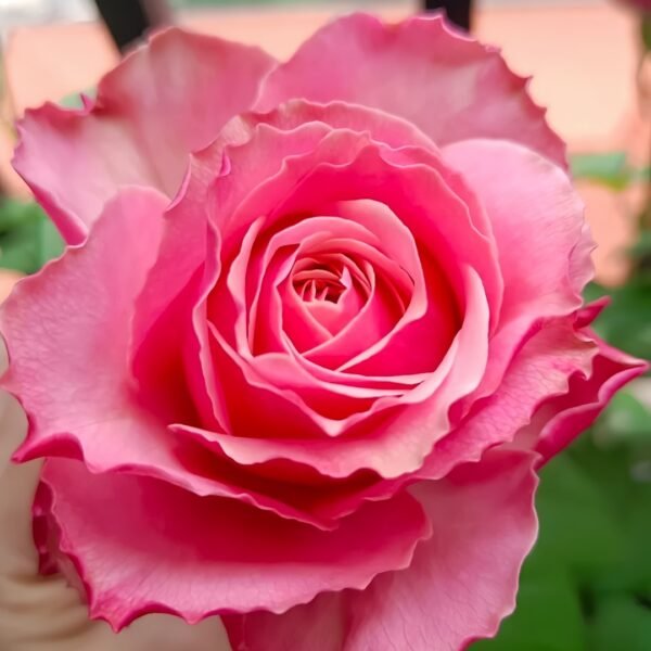 Belize Rose