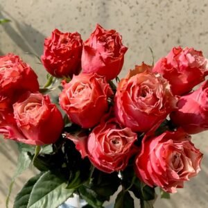 Belize Rose Plant｜伯利兹 - 图片 10