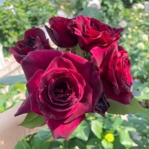 Black Perfumella Rose