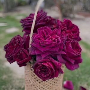 Black Perfumella Rose