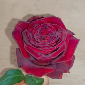 Black Perfumella Rose