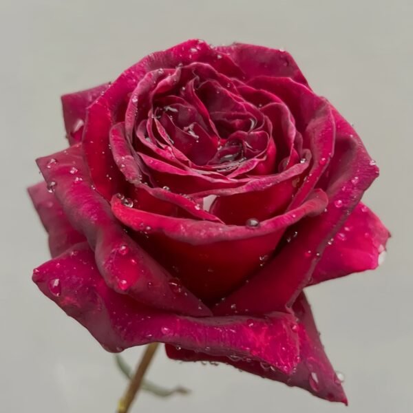 Black Perfumella Rose