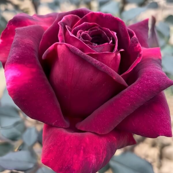 Black Perfumella Rose