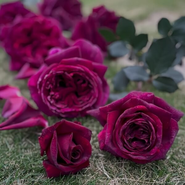 Black Perfumella Rose