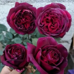 Black Perfumella Rose