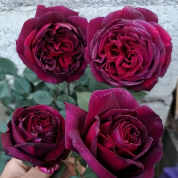 Black Perfumella Rose