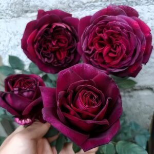 Black Perfumella Rose