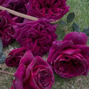 Black Perfumella Rose