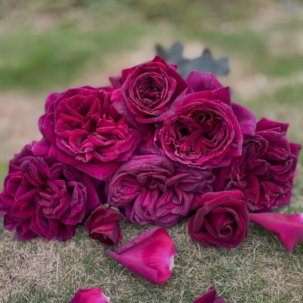 Black Perfumella Rose