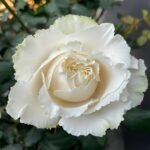Blanche Neige Rose