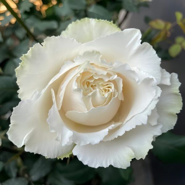 Blanche Neige Rose