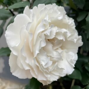 Blanche Neige Rose