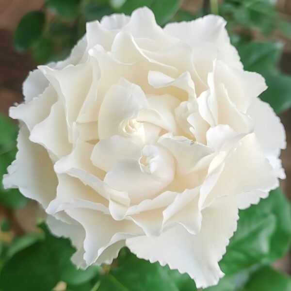 Blanche Neige Rose
