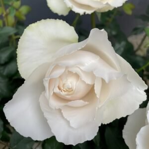 Blanche Neige Rose