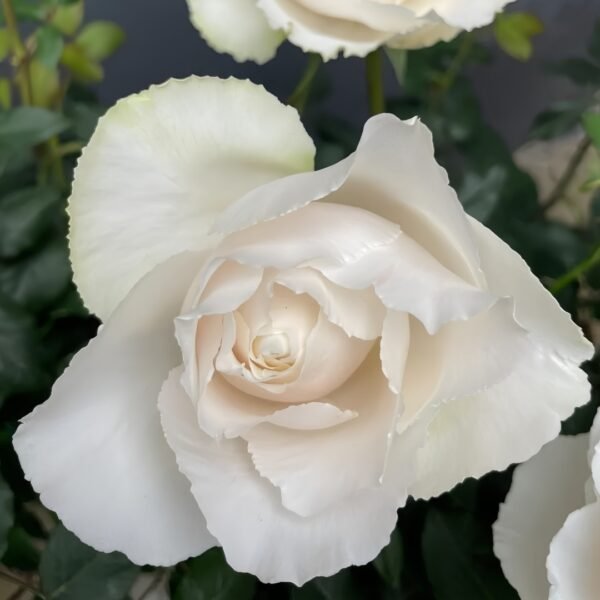 Blanche Neige Rose