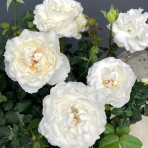 Blanche Neige Rose