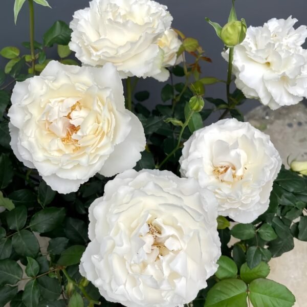 Blanche Neige Rose