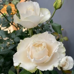 Blanche Neige Rose