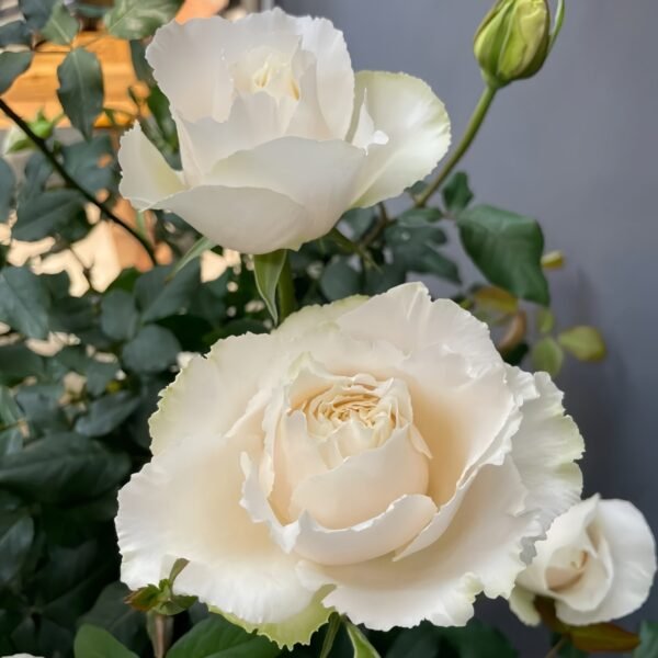 Blanche Neige Rose