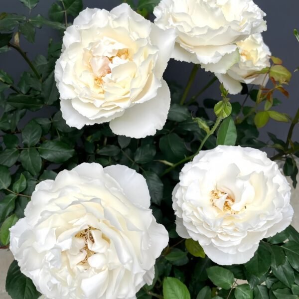 Blanche Neige Rose